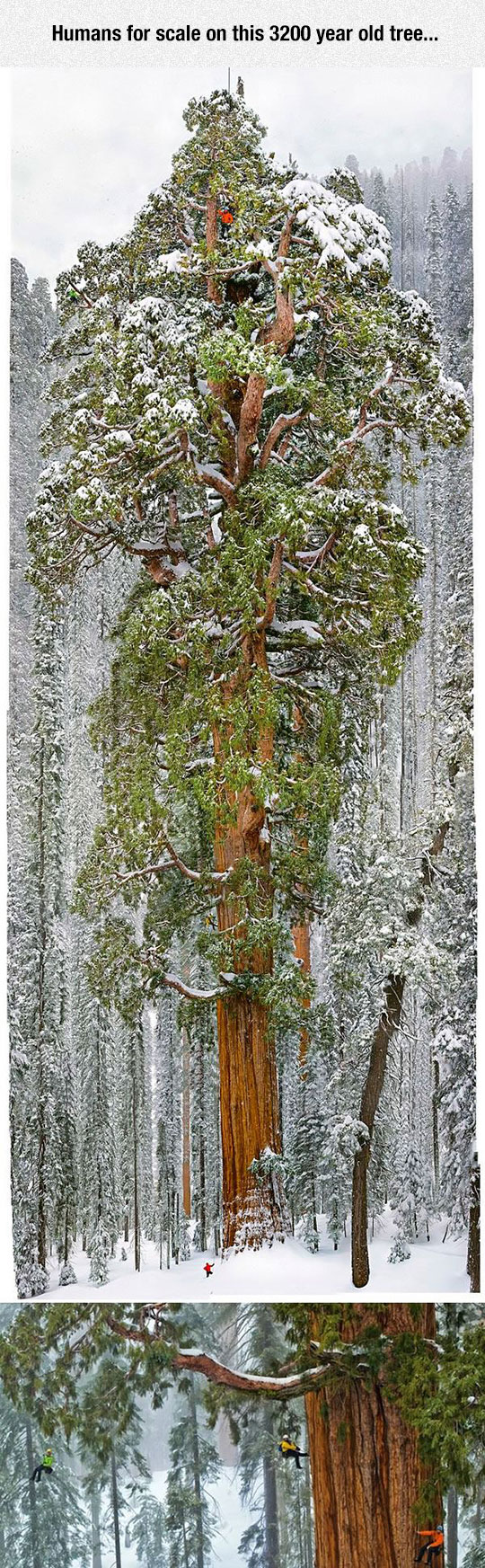 cool-giant-old-tree-winter-climbing