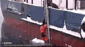 cool-gif-man-rescuing-dog-boat-iceberg