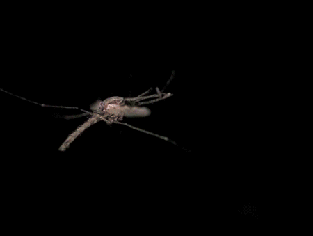 Mosquito Hit With A Laser
