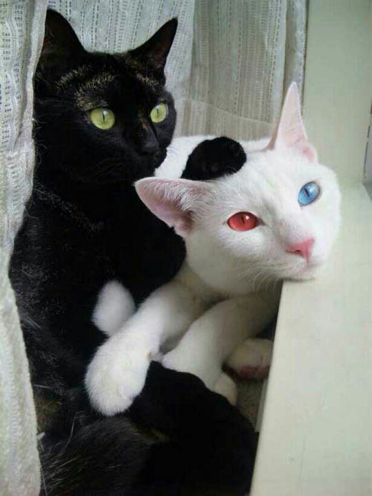 cool-ice-fire-eyes-cat-white