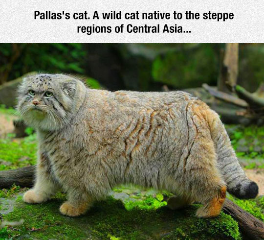 Pallas