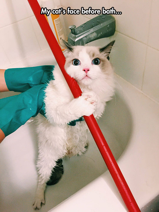 Gorgeous Cat Getting Ready For A Bath