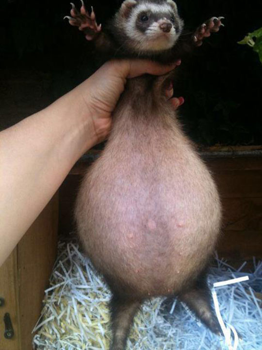 This Is What A Pregnant Ferret Looks Like
