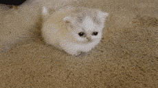 cute-gif-kitty-ball-fur-baby