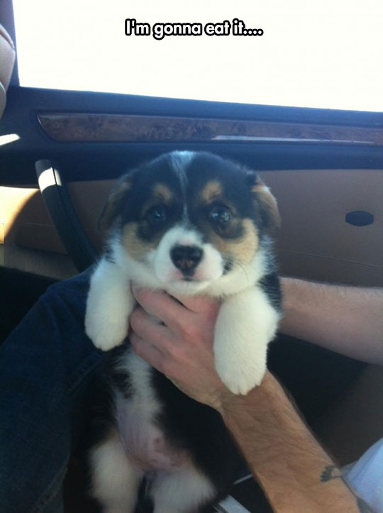 Corgi Puppies Are The Best Puppies