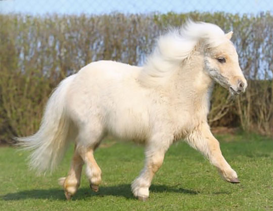 Look At This Cute Pony