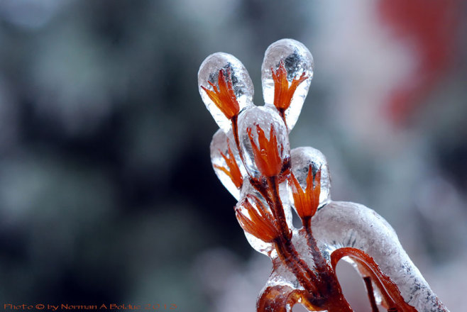 frozen-ice-art-12__880