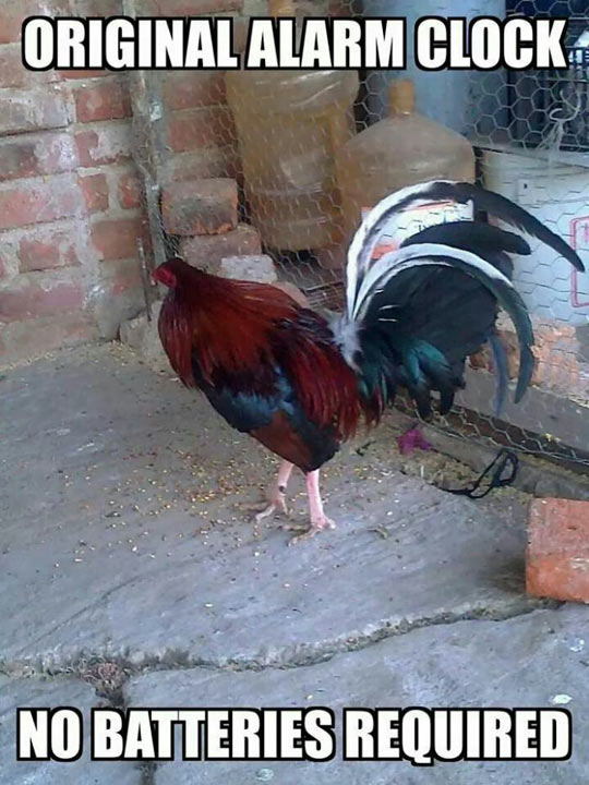 funny-alarm-clock-farm-batteries