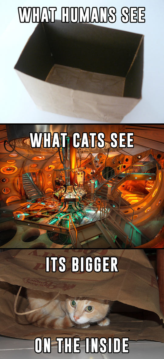 funny-cat-box-Tardis-differences