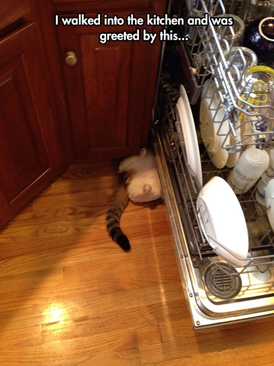 funny-cat-under-washing-machine