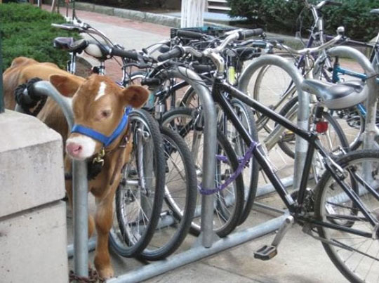 funny-cow-bike-parking-space
