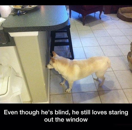funny-dog-blind-staring-wall