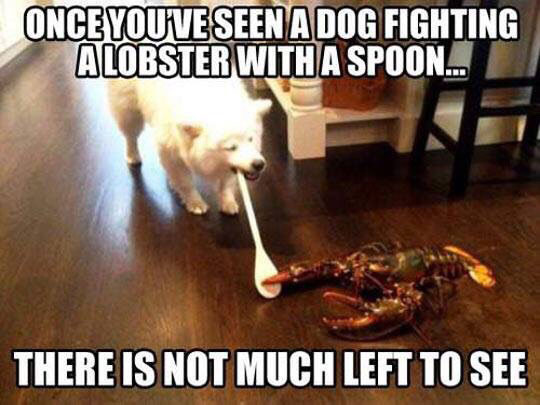 funny-dog-fighting-lobster-spoon