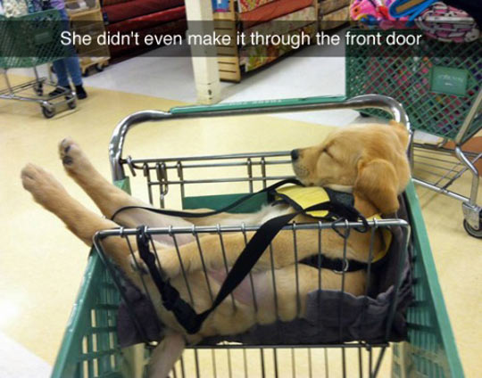 Puppy Sleeping In A Shopping Cart