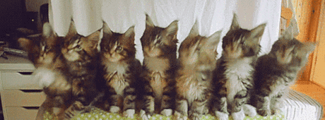 Metal Kittens