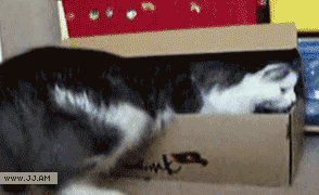 funny-gif-cat-sitting-box-perfect-fit