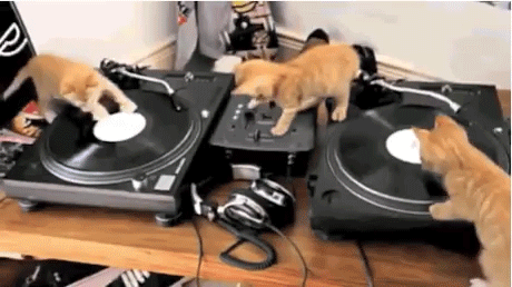 DJ Kittens Scratching Away On Decks