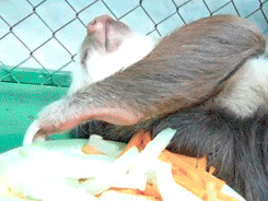 Sloth Too Lazy To Eat