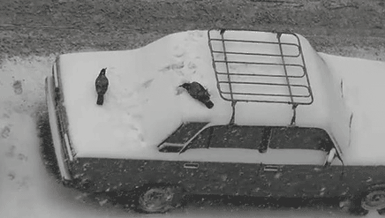 Crows Playing In The Snow