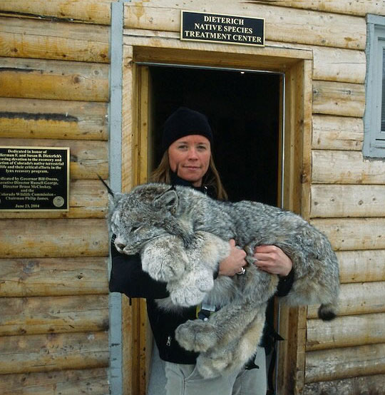 Lynxes Are So Beautiful