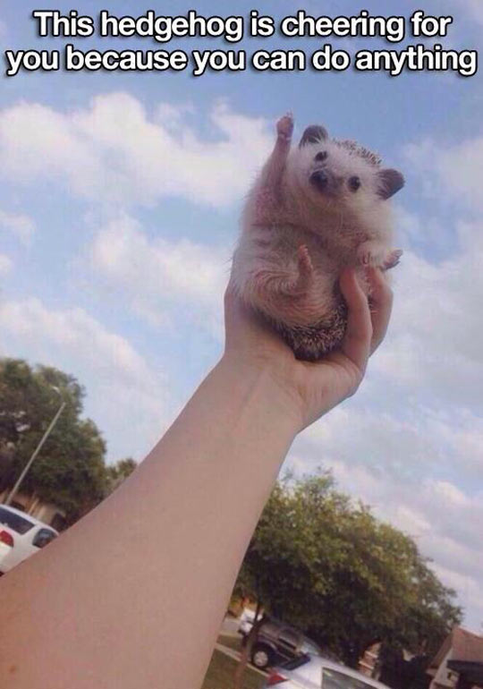 Hedgehog Believes In You