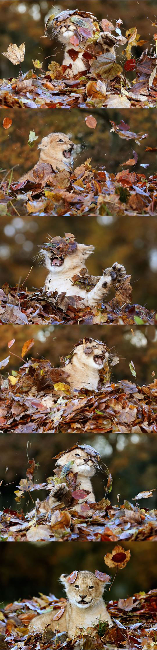 Just A Kitty Playing In The Leaves