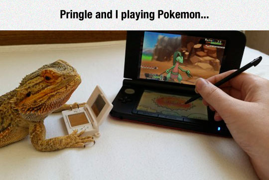 funny-lizard-playing-Pokemon-pen
