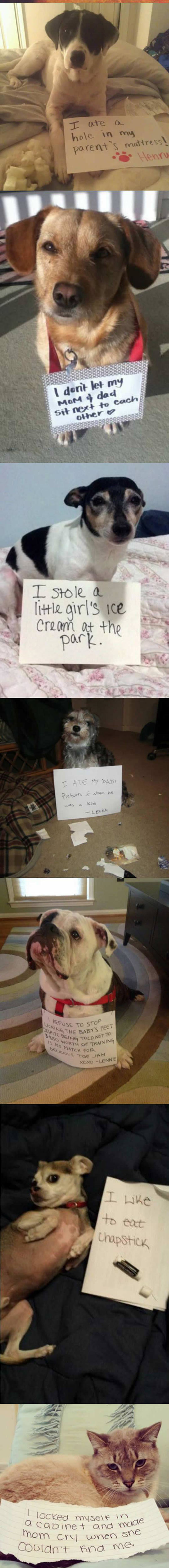 funny-note-shame-dogs-mess-confessions-cat