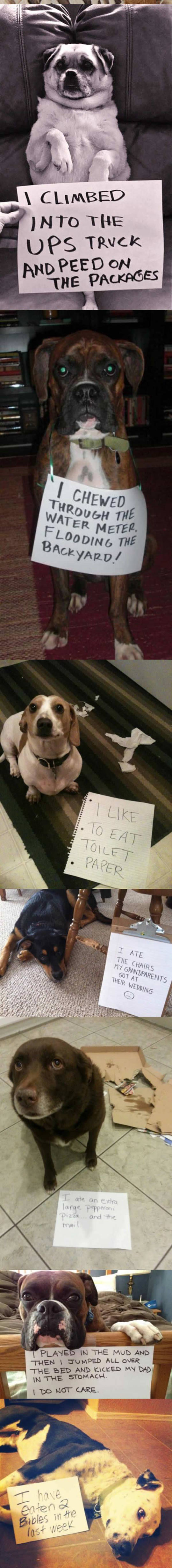 funny-note-shame-dogs-mess-confessions-chewed