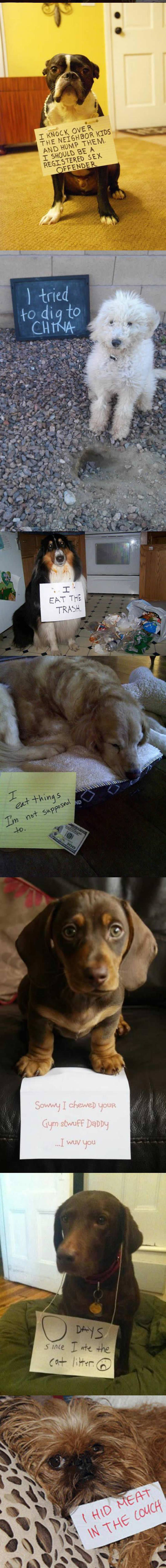 funny-note-shame-dogs-mess-confessions-couch