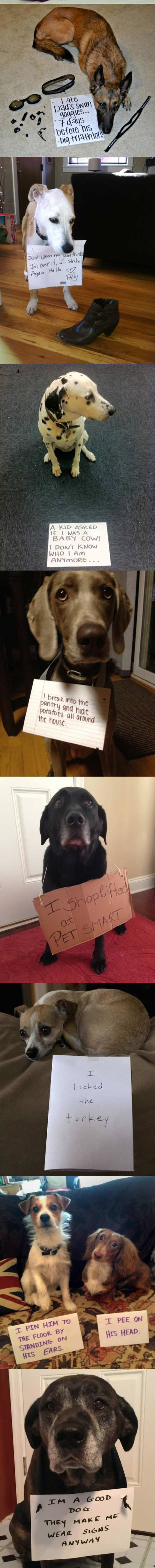 funny-note-shame-dogs-mess-confessions-shoes