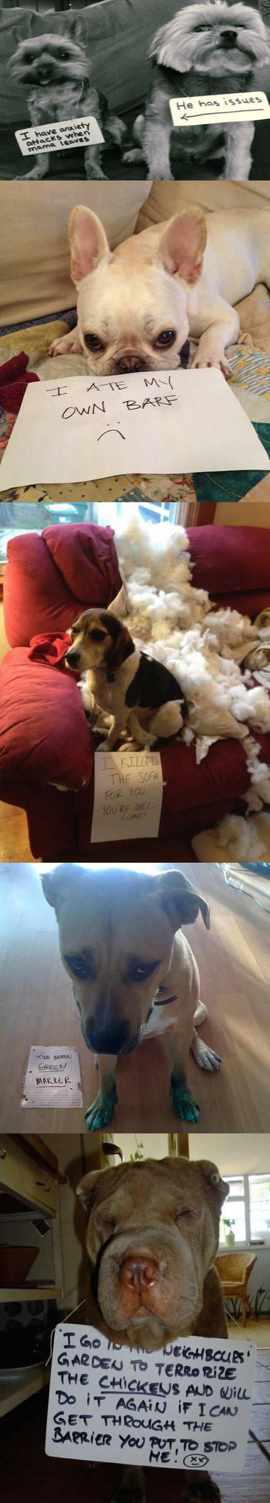 Pets With Shame Signs Compilation