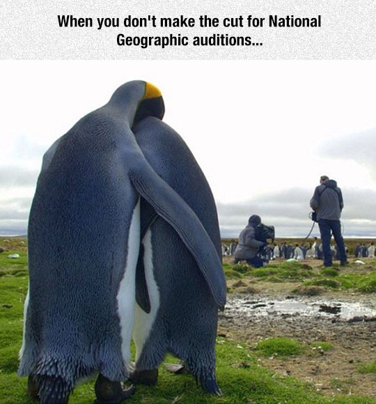funny-penguin-hugging-camera-crew