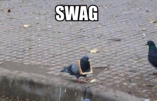 funny-pigeon-bread-hanging