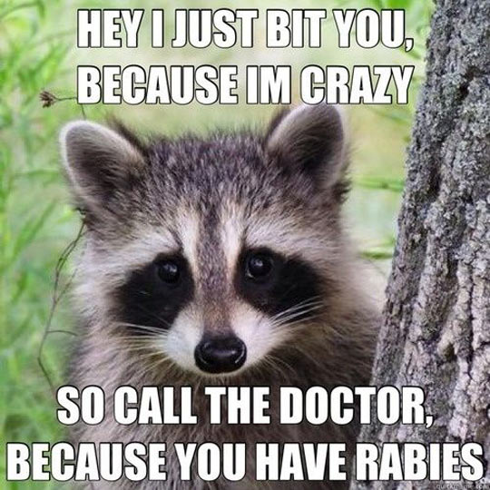 To All The People Making Friends With Raccoon