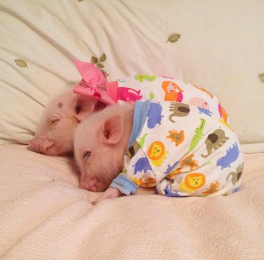 funny-two-little-pig-pajamas
