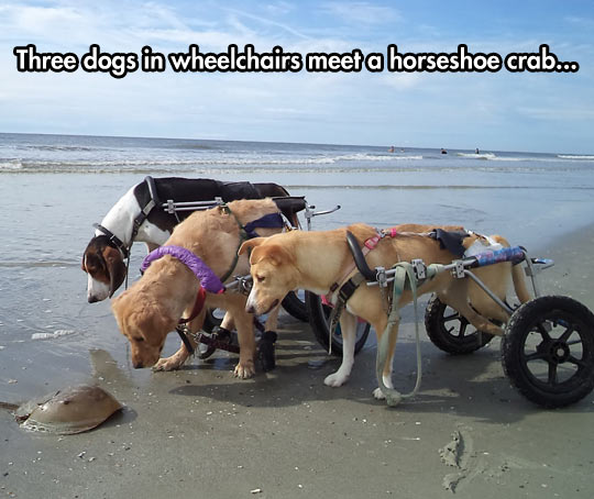 Curious Dogs In Wheelchairs