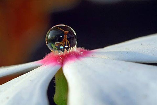 An Ant In A Droplet On A Flower