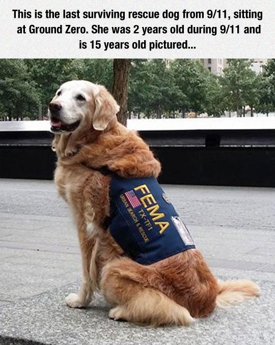cool-dog-survivor-ground-zero