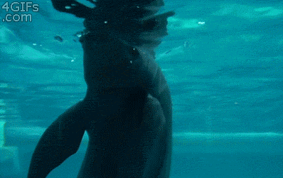 Dolphins Doing Stuff