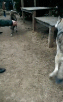 cool-gif-giant-wolf-eating-hand