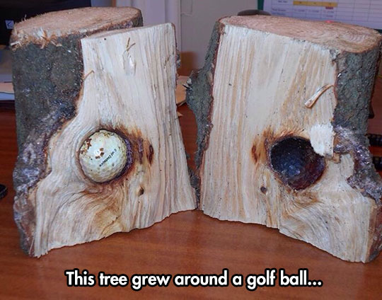 Plant It And See If It Grow Into A Tiger Woods
