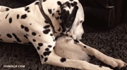 Dog Snuggles With A Kitten