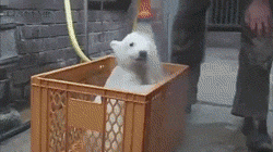 Polar Bear Getting A Bath