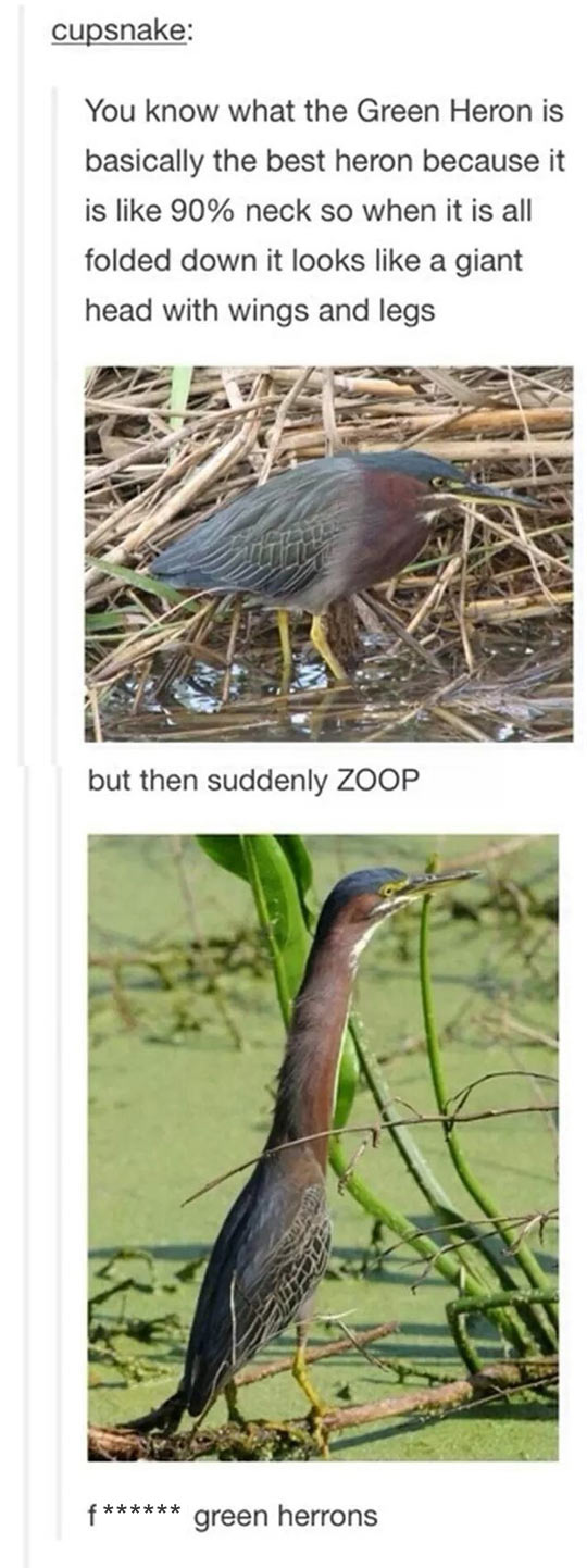 This Bird Is Not Like Other Birds