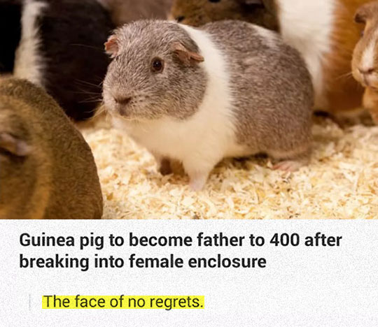 funny-Guinea-pig-father-cage