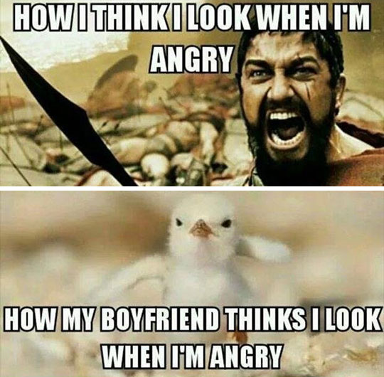 funny-Leonidas-cute-chick-angry