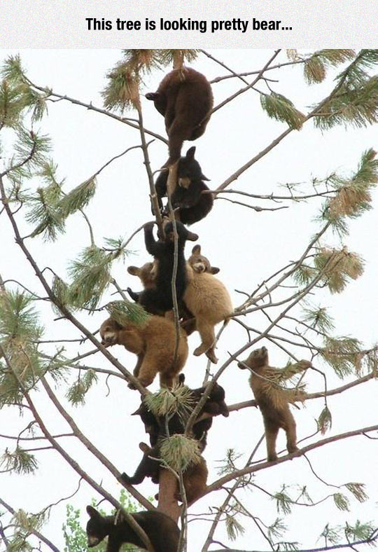 Bears Climbing A Tree