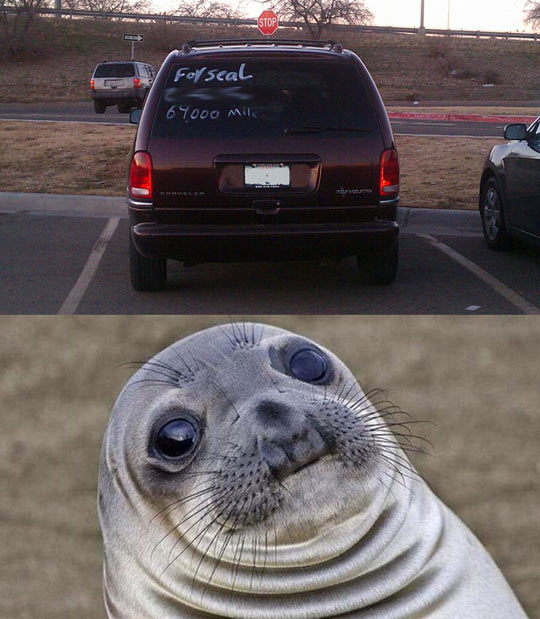 Seal Is Confused