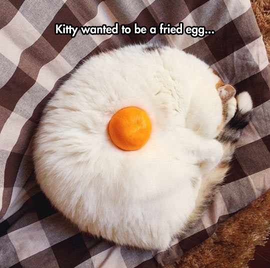 Fried Egg Cat